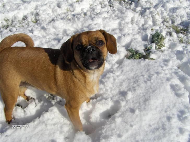 Blanding af racer Frida billede 13