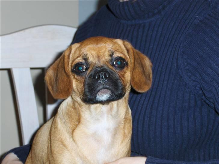 Blanding af racer Frida billede 14