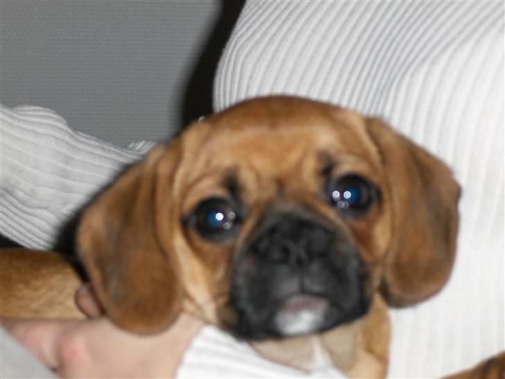 Blanding af racer Frida billede 15