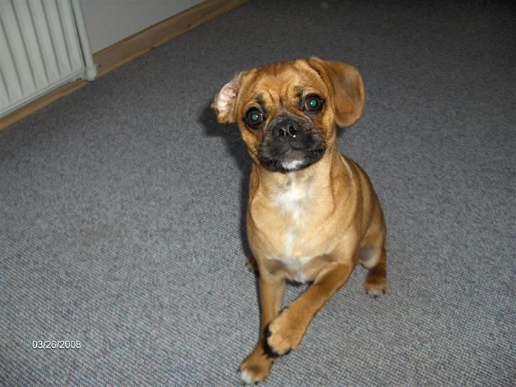 Blanding af racer Frida billede 16