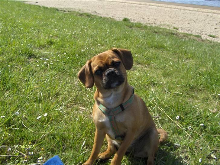 Blanding af racer Frida billede 17