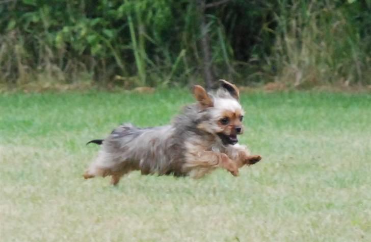 Blanding af racer SILLE - MORS billede 7