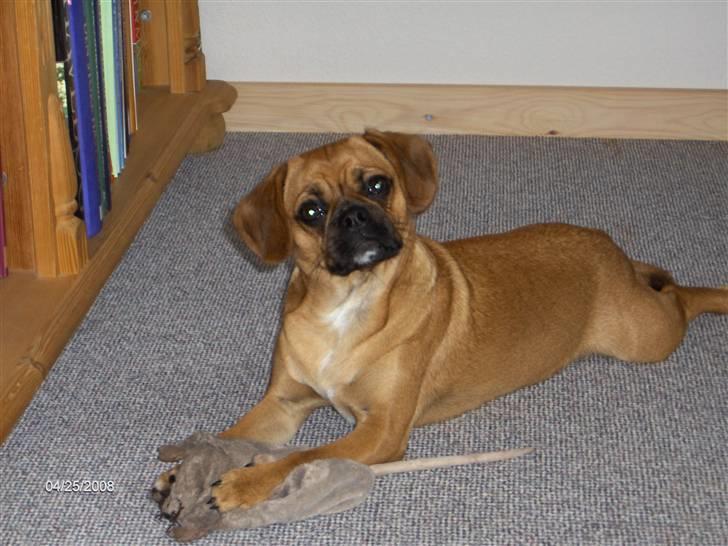 Blanding af racer Frida billede 18