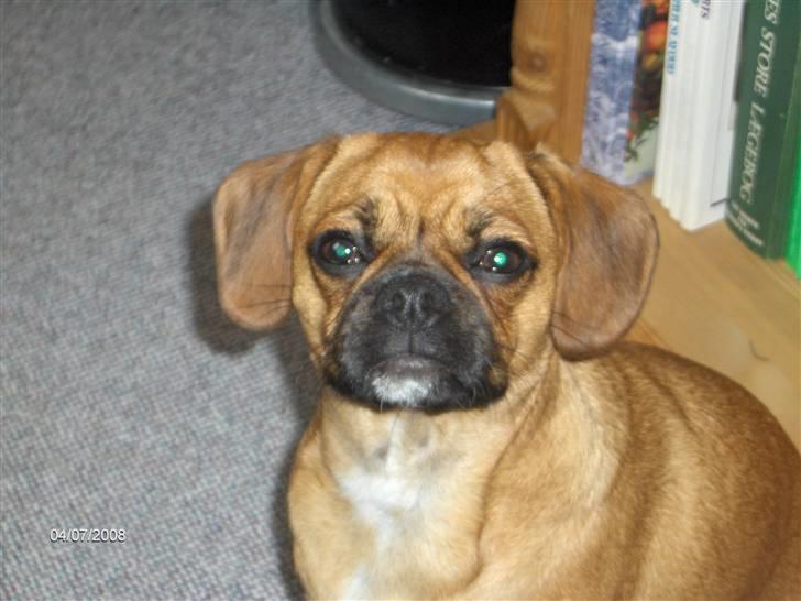 Blanding af racer Frida billede 19