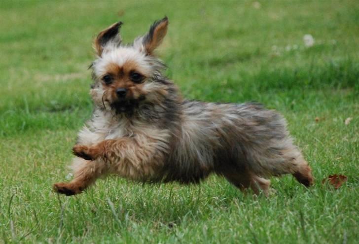 Blanding af racer SILLE - MORS billede 8