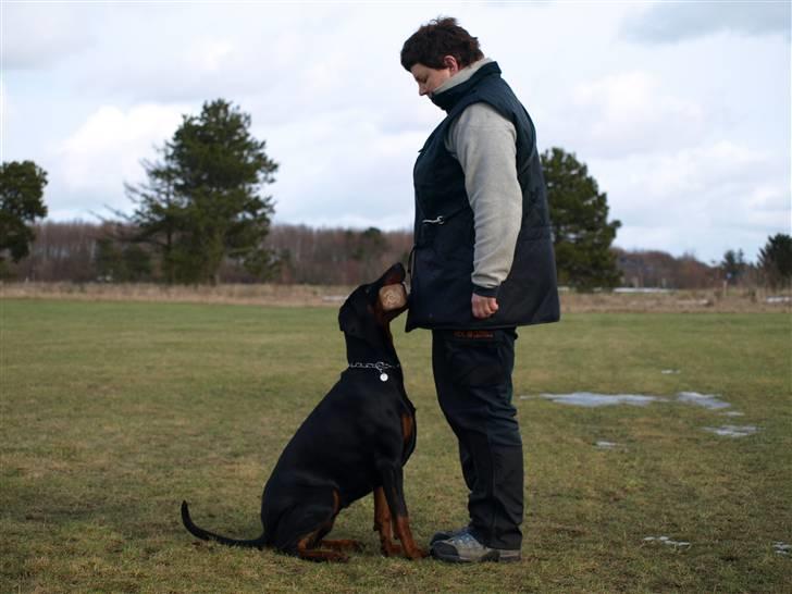 Dobermann GOF Charming Chianti billede 18