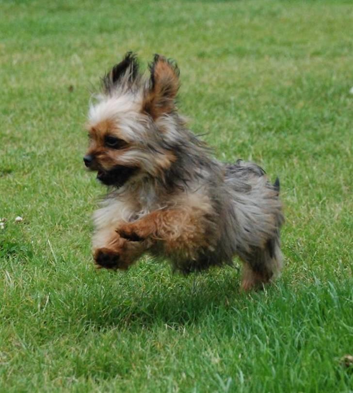 Blanding af racer SILLE - MORS billede 9