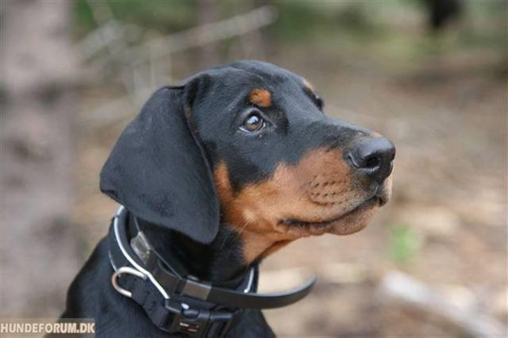 Dobermann GOF Charming Chianti - Så søøøøøød :) billede 19