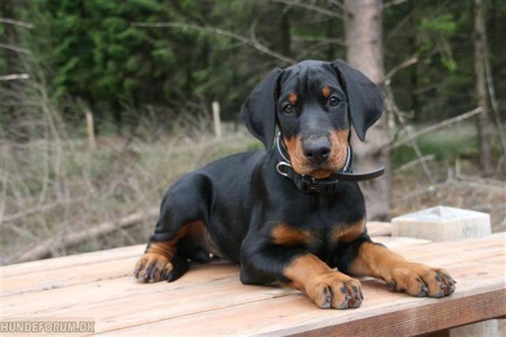 Dobermann GOF Charming Chianti - Som hvalp :) billede 20