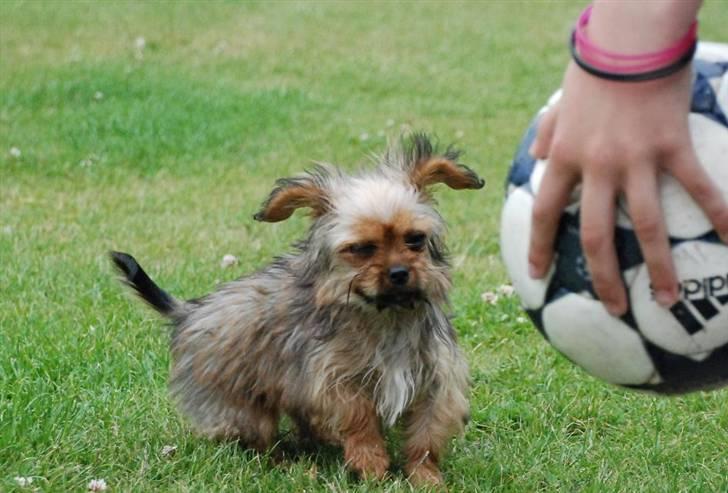 Blanding af racer SILLE - MORS billede 10