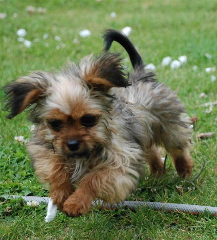 Blanding af racer SILLE - MORS billede 11