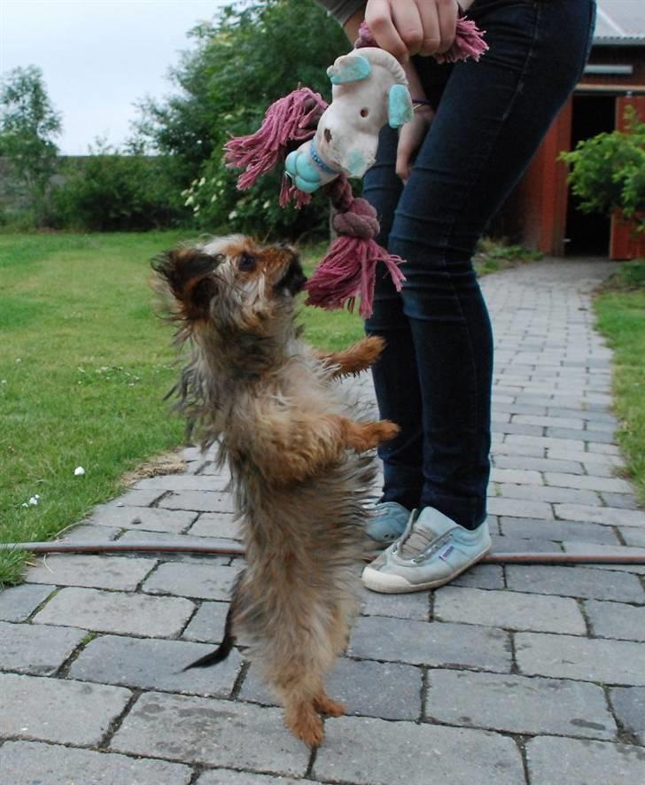 Blanding af racer SILLE - MORS billede 12