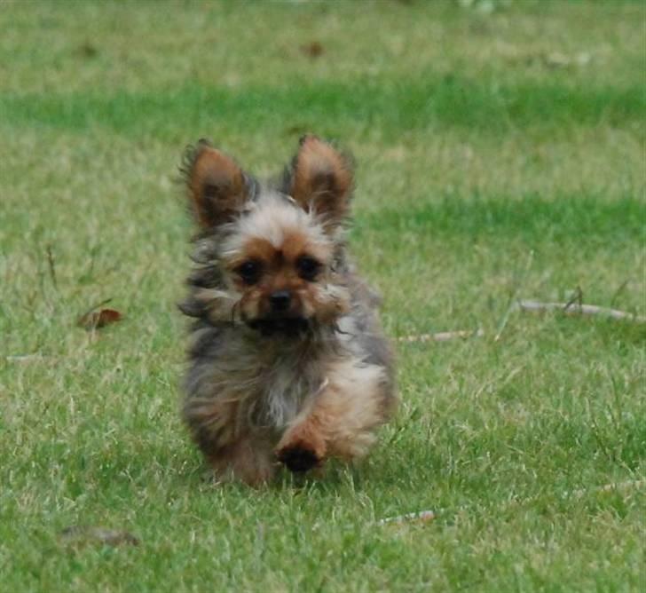 Blanding af racer SILLE - MORS billede 13