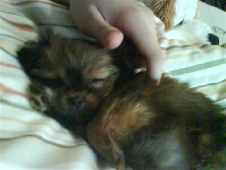 Blanding af racer SILLE - MORS billede 14