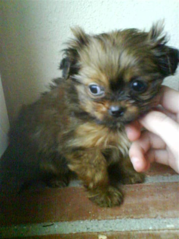 Blanding af racer SILLE - MORS billede 15