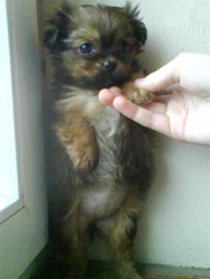 Blanding af racer SILLE - MORS billede 16