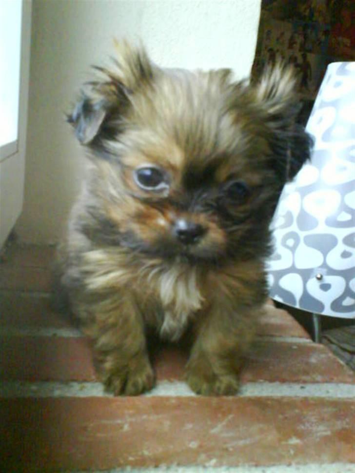 Blanding af racer SILLE - MORS billede 17