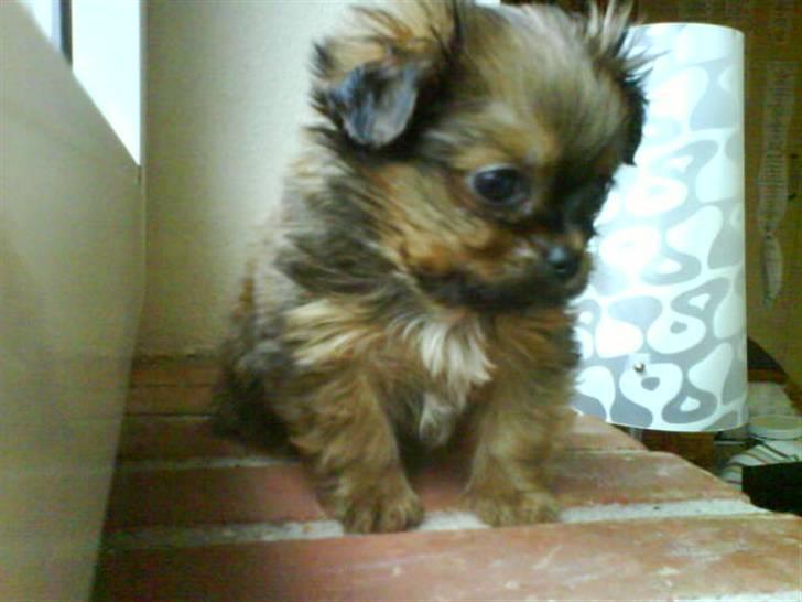 Blanding af racer SILLE - MORS billede 18