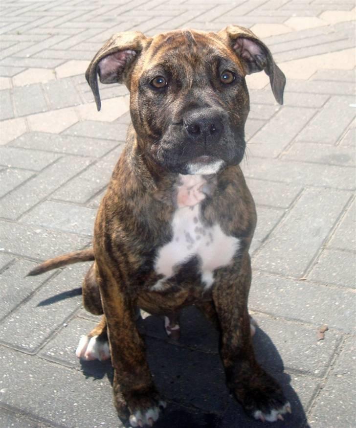 Amerikansk staffordshire terrier Dollar - Dollar  billede 1