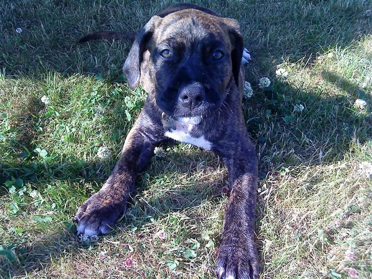 Amerikansk staffordshire terrier Dollar billede 2