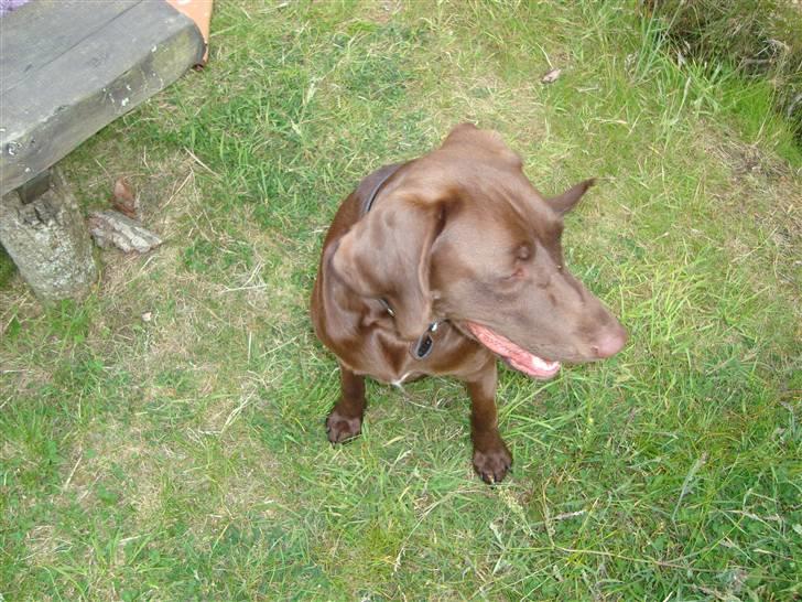 Blanding af racer Cocio (Coccomanden). - Til sankthans 2009. billede 7