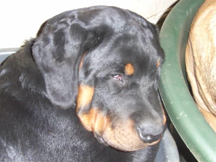 Rottweiler Mantos *RIP* billede 1