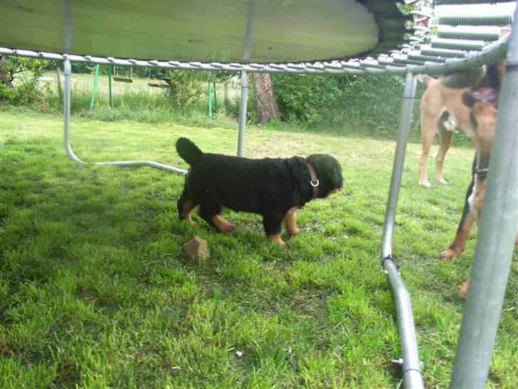 Rottweiler Mantos *RIP* billede 2