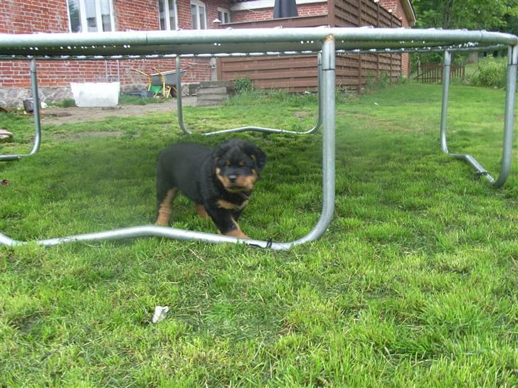 Rottweiler Mantos *RIP* billede 3