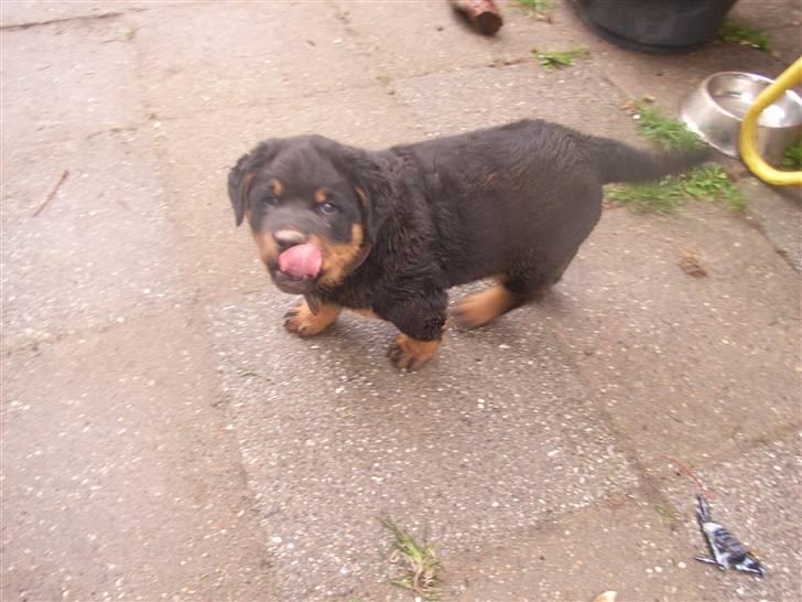 Rottweiler Mantos *RIP* billede 4