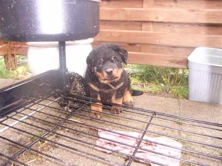 Rottweiler Mantos *RIP* billede 5