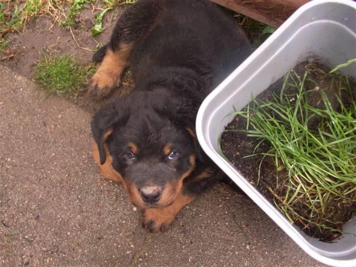 Rottweiler Mantos *RIP* billede 6