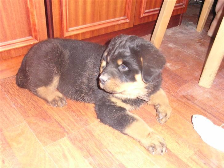 Rottweiler Mantos *RIP* billede 7