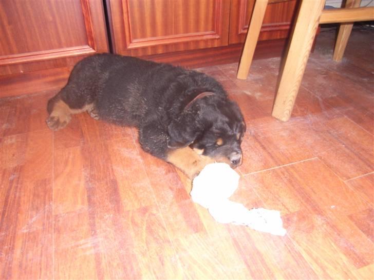 Rottweiler Mantos *RIP* billede 8