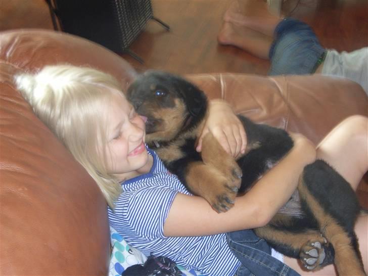 Rottweiler Mantos *RIP* billede 9