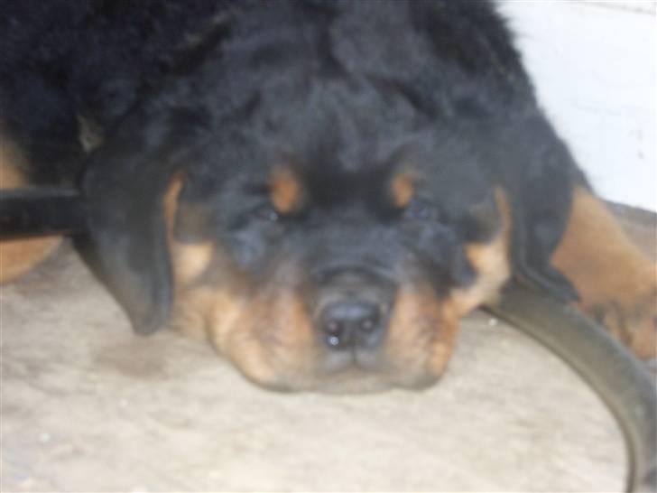 Rottweiler Mantos *RIP* billede 10