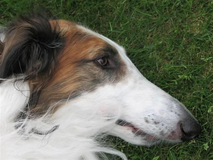 Borzoi Dragon R.I.P billede 1