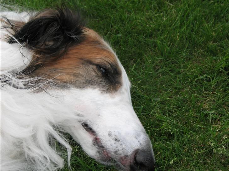 Borzoi Dragon R.I.P billede 2