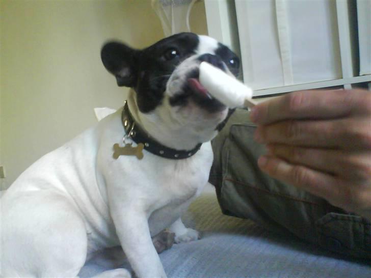 Fransk bulldog Karla - Is og kold honning melon er bare det bedste Karla ved i sommervarmen. Hun er nok lidt forlælet..hmm. billede 14