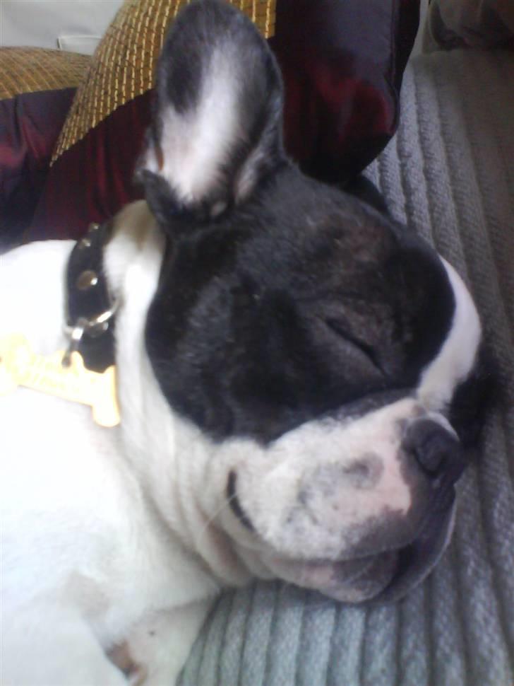 Fransk bulldog Karla - Godt der er indført siesta nu mor er gravid:) billede 15