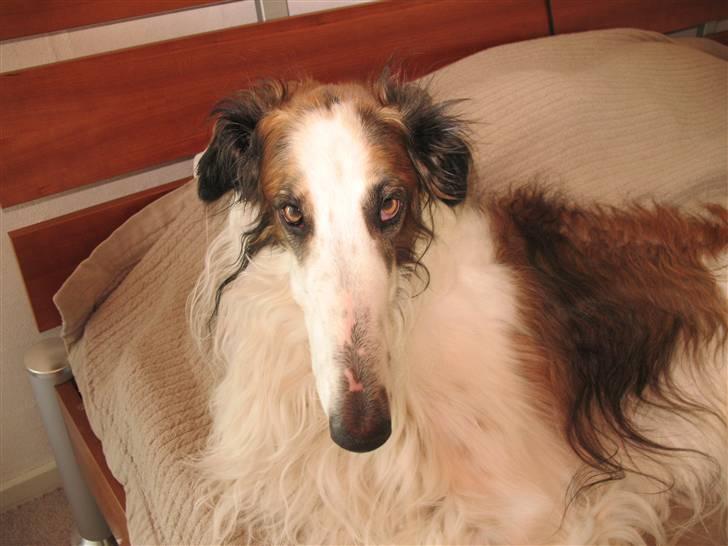 Borzoi Dragon R.I.P billede 3