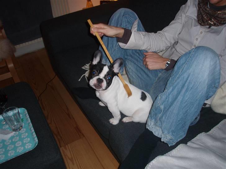 Fransk bulldog Karla - Ja det er lige der!...måske lige lidt til højre hvis du gider? billede 16