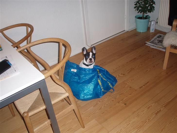 Fransk bulldog Karla - Glem ikke mig vel? billede 17