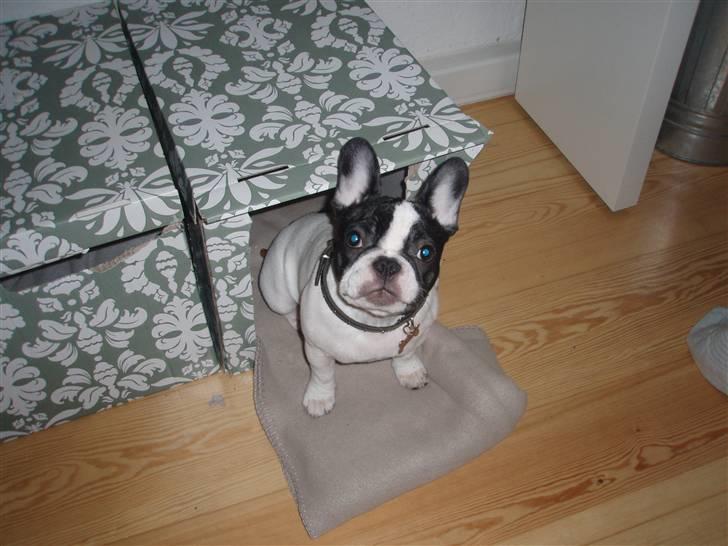 Fransk bulldog Karla - Super at ha en far der gider at bygge en hule til mig! Den holdt i 3 dage så var den bidt i 1000 små stykker:) billede 18