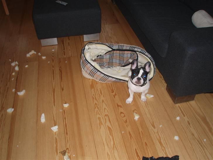 Fransk bulldog Karla - Mig? nej der kom en forbi og så..... billede 19