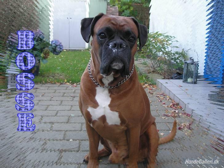 Boxer Bosse  savner dig :/ billede 19