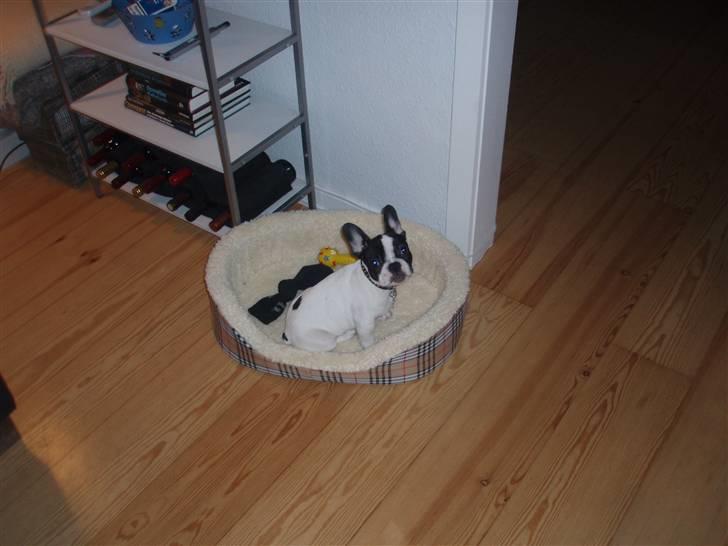 Fransk bulldog Karla - Så uskyldig kan jeg se ud:) Elsker at slæbe alt op i min kurv! billede 20