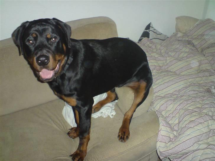 Rottweiler chico billede 1