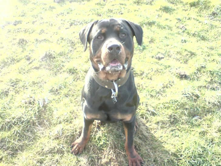Rottweiler chico billede 2