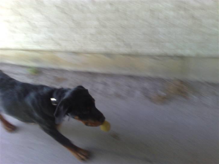 Rottweiler chico billede 3
