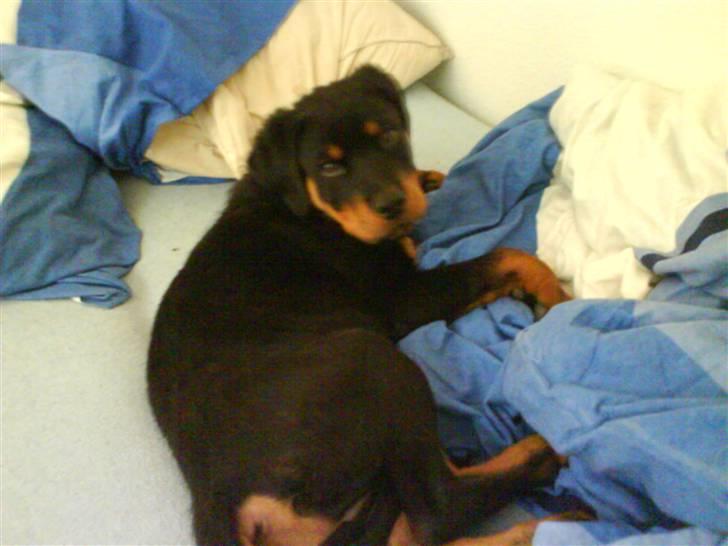Rottweiler chico - som hvalp billede 4